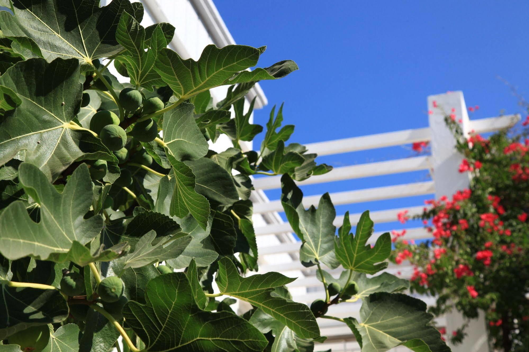 Muskebi Apart Otel Ortakentyahşi Exterior foto